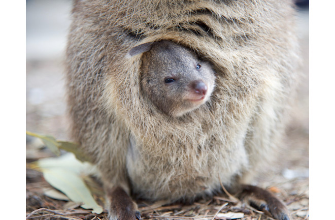 Closeup of baby quokka poking head out of mother's pouch at Rottnest Island in Western Australia