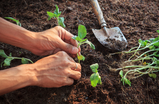 gardening, planting, celebrating earth day