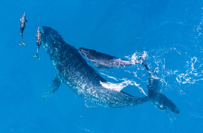 Humpback whales photographed with aerial drone off the coast of Kapalua, Hawaii. Mother whale and her calf splash in the warm Pacific waters as two dolphins join in on then fun.