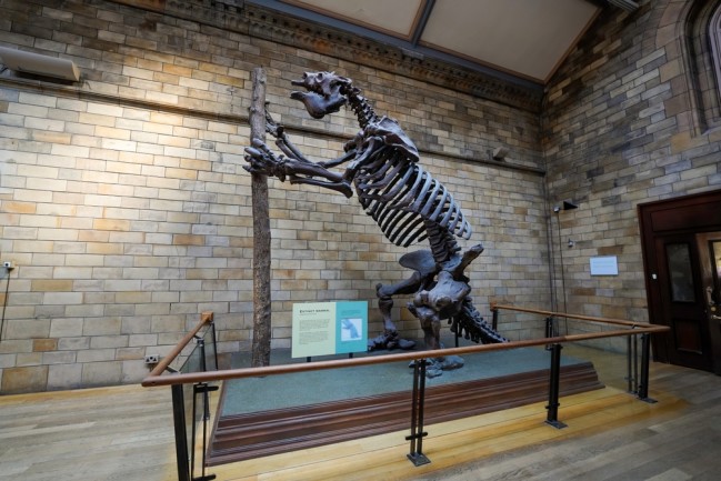 Natural History Museum in London, interior of museum. A giant ground sloth skeleton, it is an extinct mammal. The museum has dinosaur bones and more.