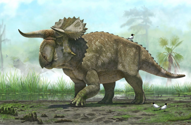NasutoceratopsHres.jpg
