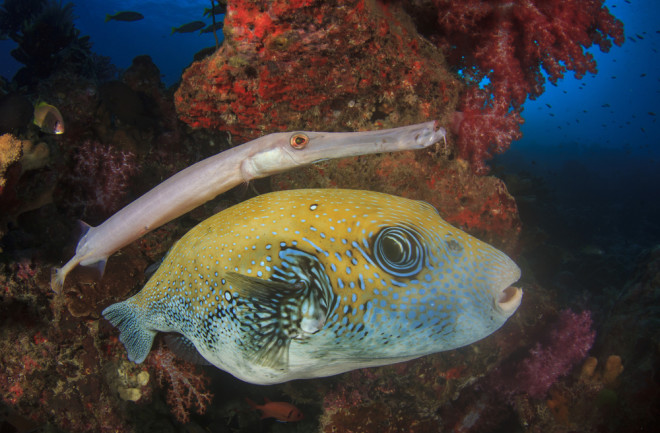 Trumpetfish pufferfish