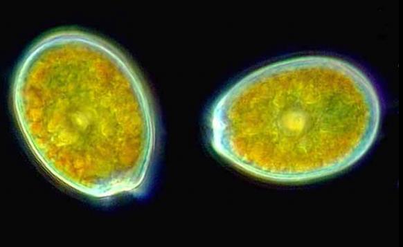 Dinoflagellate.jpg