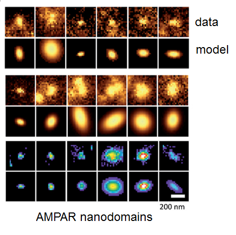 nanodomains.png