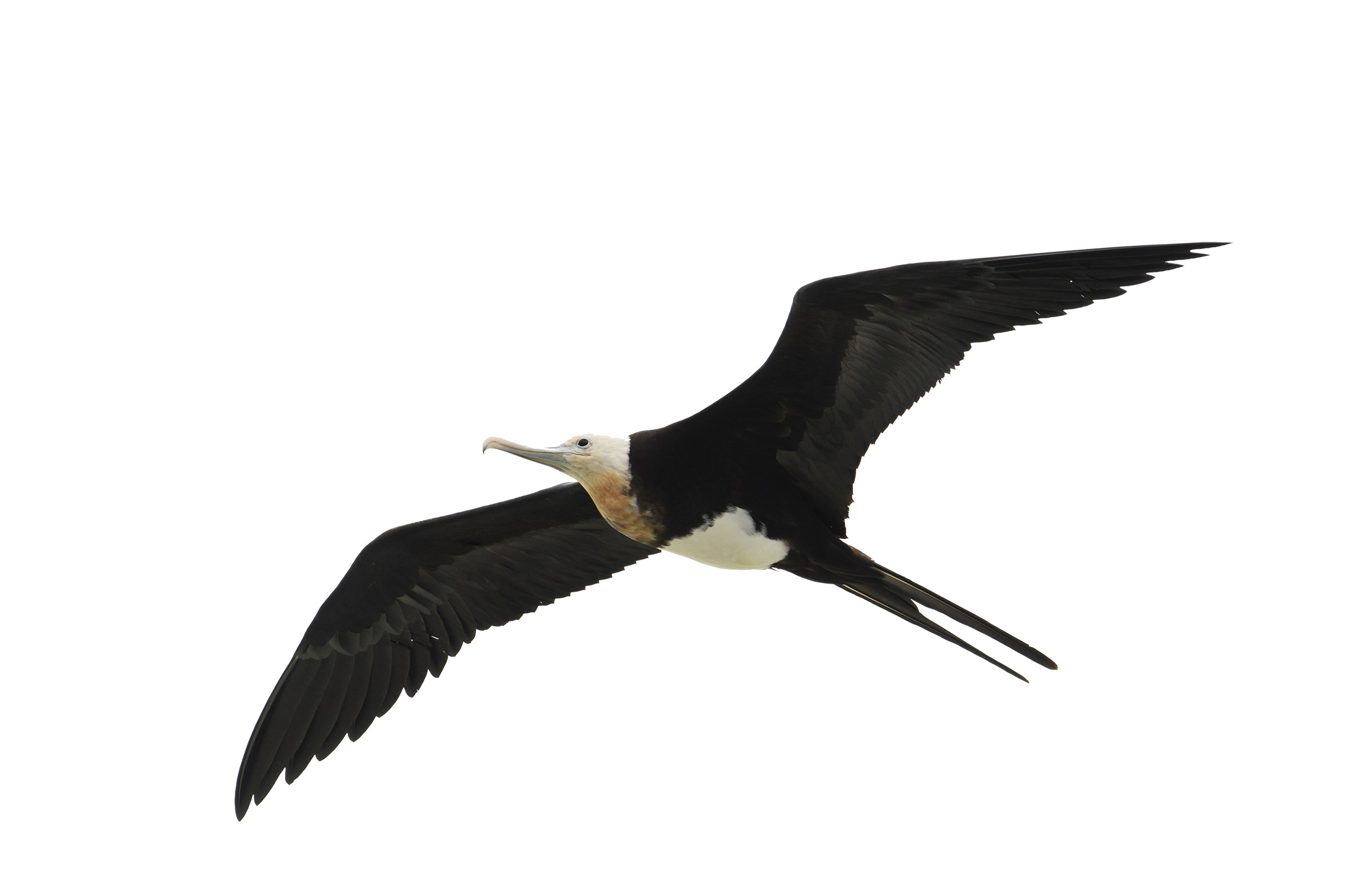 DSC-FL0719 05 frigatebird