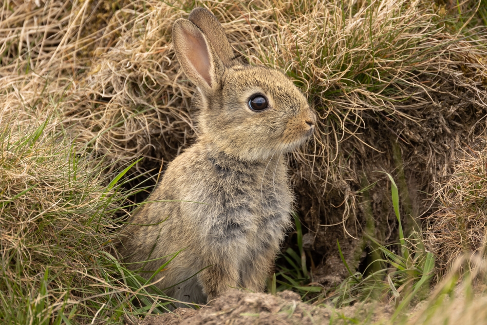 Besides a Cozy Home, Burrowing May Have Given Animals an Evolutionary Advantage