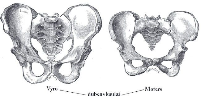 pelvis gender difference