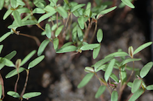 pigweed.png