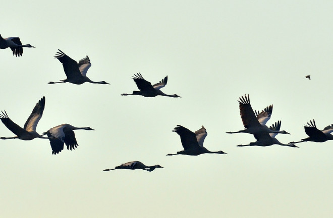 Bird migration