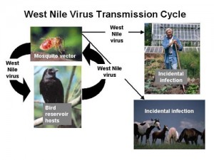 WNVcycle4_18_big-300x225.jpg