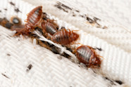 What Do Bed Bugs Look Like And How Can You Avoid Them Discover Magazine