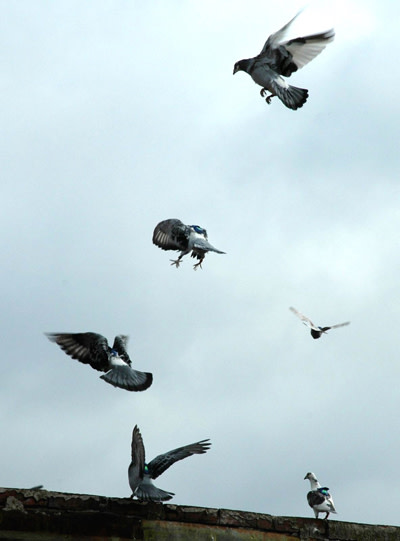Pigeon_flight.jpg