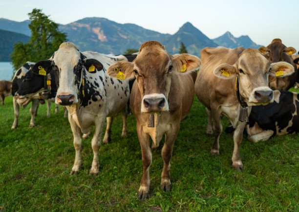 cows-in-a-meadow