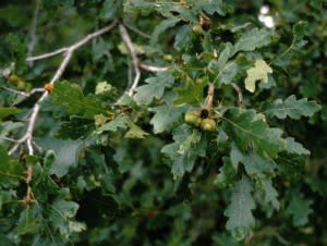 treezilla-300x226.jpg