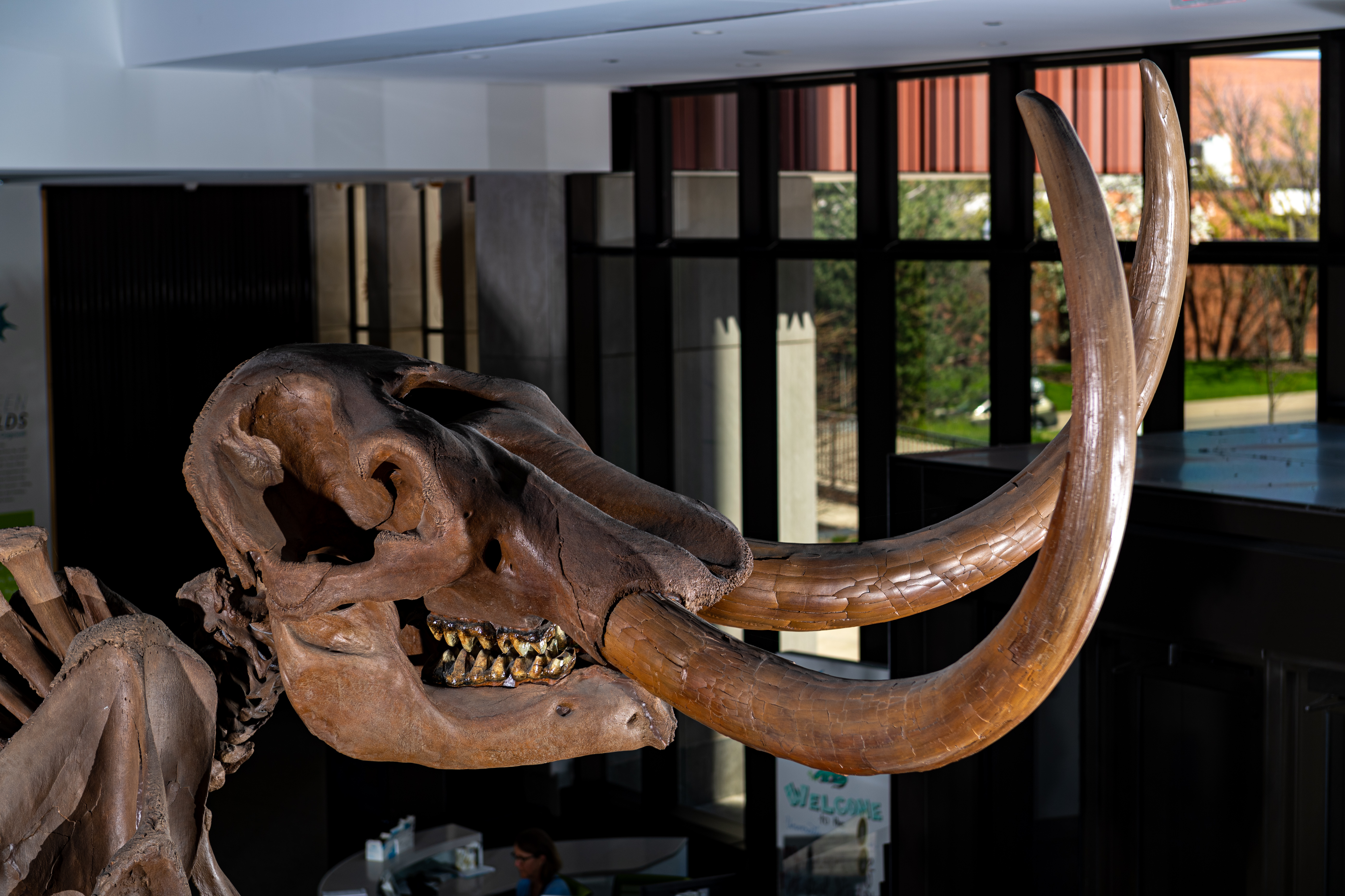 Photo of Mastodon Tusk