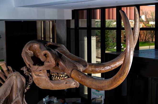 Prehistoric Animal Migration: First Evidence Found from Mastodon Tusk |  Discover Magazine