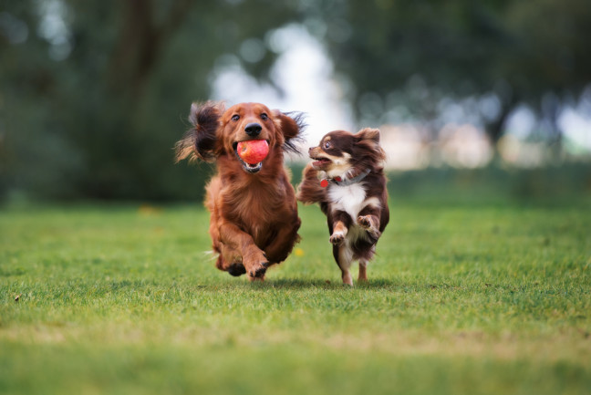 Two healthy dogs running together