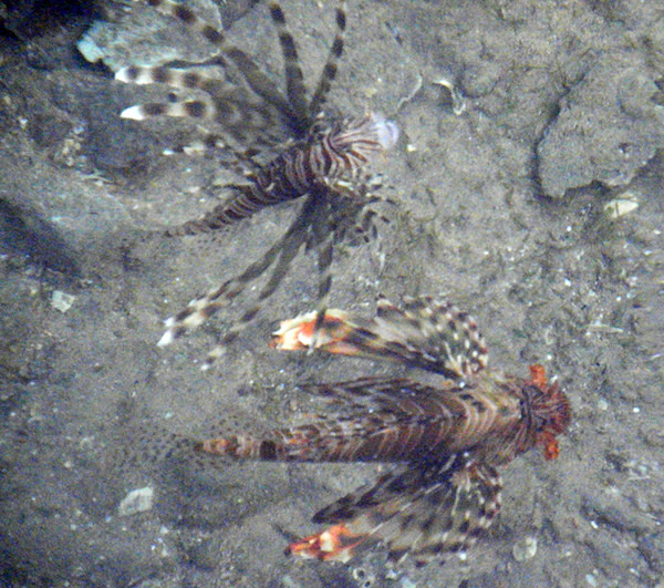 Lionfish_two_species.jpg