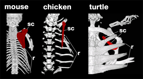 Mouse_chicken_turtle.jpg