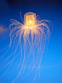 Jelly.jpg