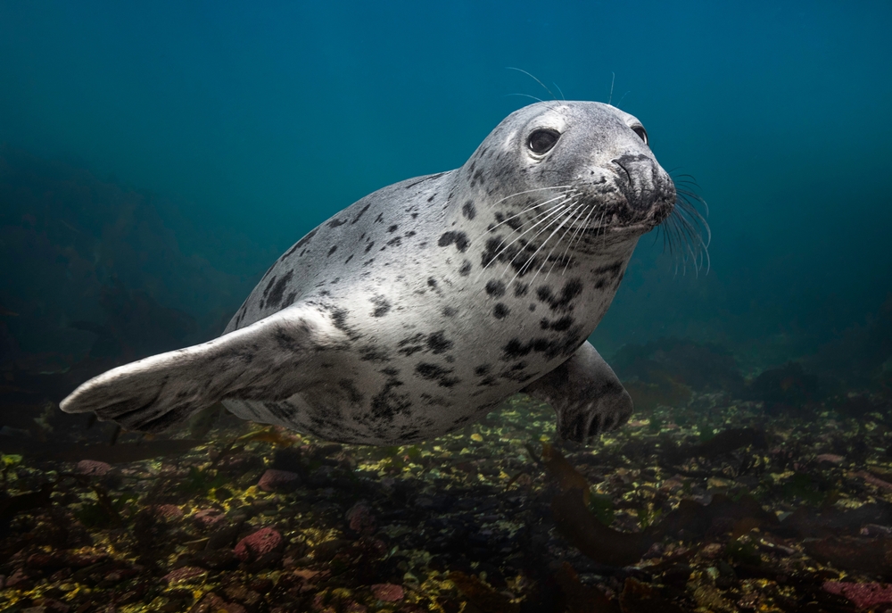 How Can Seals Hold Their Breath for an Hour or More?