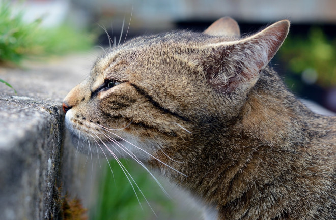 Cat sniffing