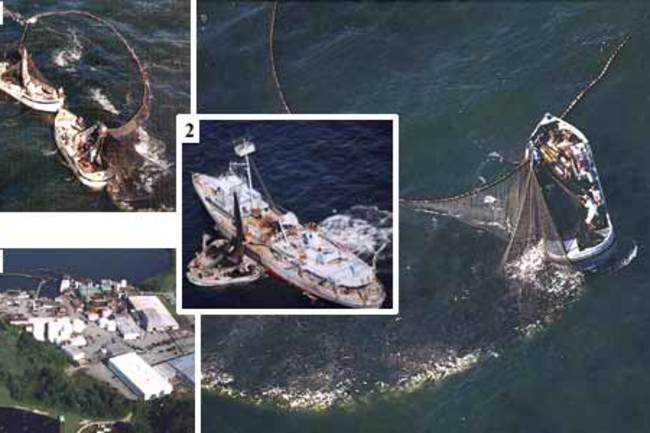 menhaden boats