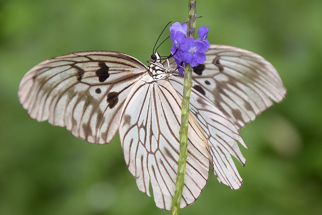 How Citizen Scientists Uncovered the Strange Behavior of ‘Vampire’ Butterflies