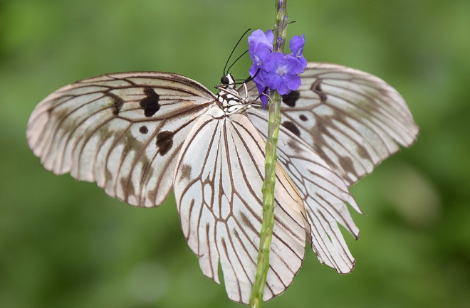 1080px-Idea blanchardii - Warembungan