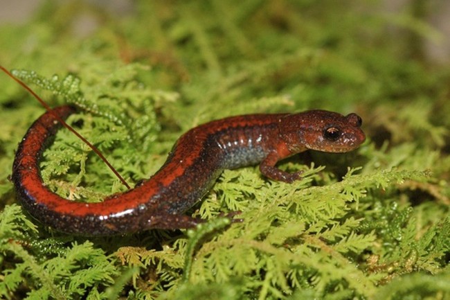 p.-serratus.jpg