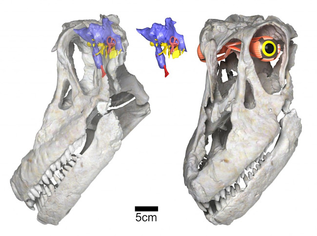 03-Sarmientosaurus-head-posture-brain-eye-WitmerLab-1024x763.jpg