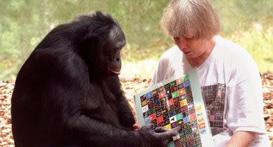 Kanzi points to symbols