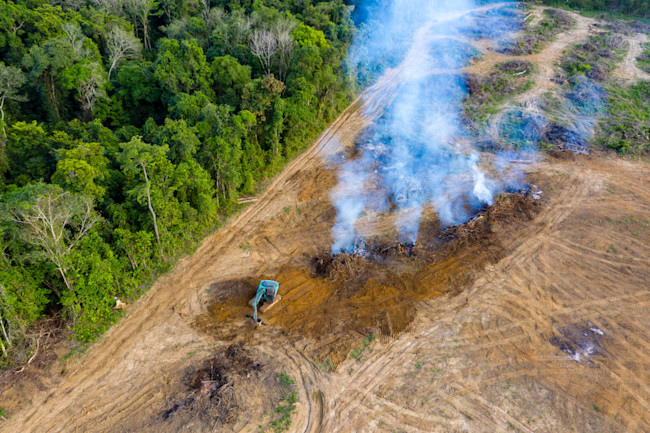 Rainforest Deforestation - Shutterstock