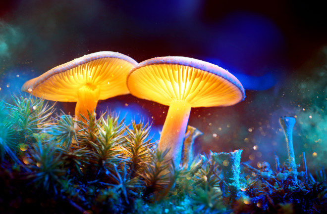 magic mushrooms concept - shutterstock