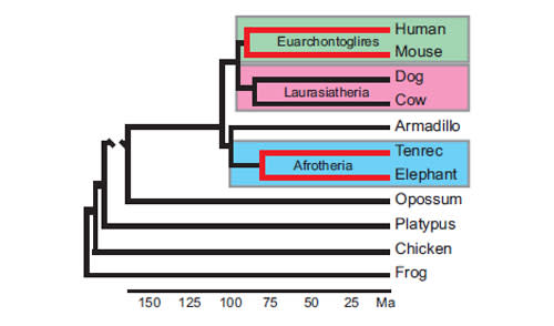 Evolutionary_mammals.jpg