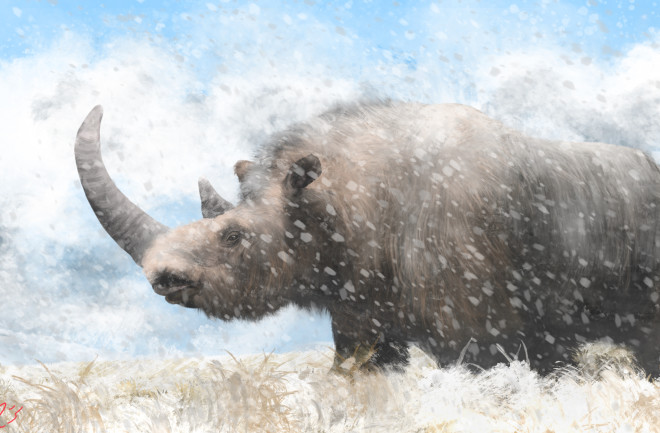 The woolly rhino (Coelodonta antiquitatis) as illustrated by paleoartist Benjamin Langlois