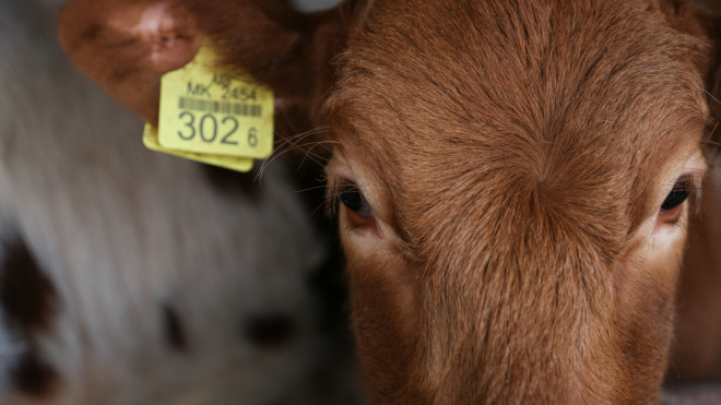 Cow Calf Face Close-Up - Shutterstock