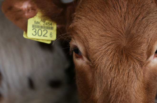 Cow Calf Face Close-Up - Shutterstock