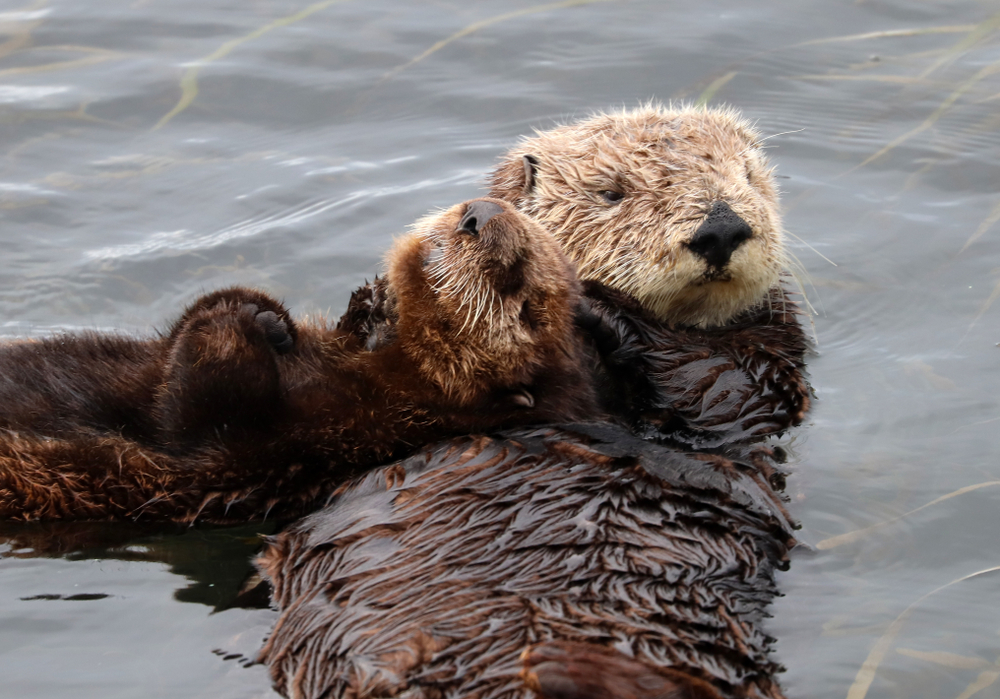 Sea Otter Surrogacy Pairs Childless Otters with Orphan Pups