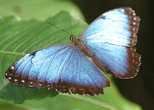 blue-morpho-butterfly-web.gif