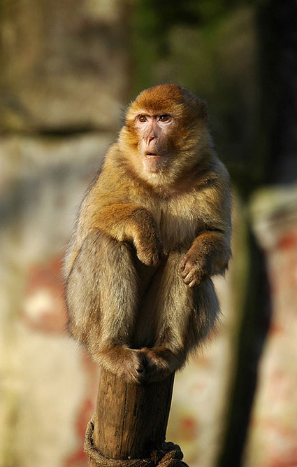 monkey.jpg
