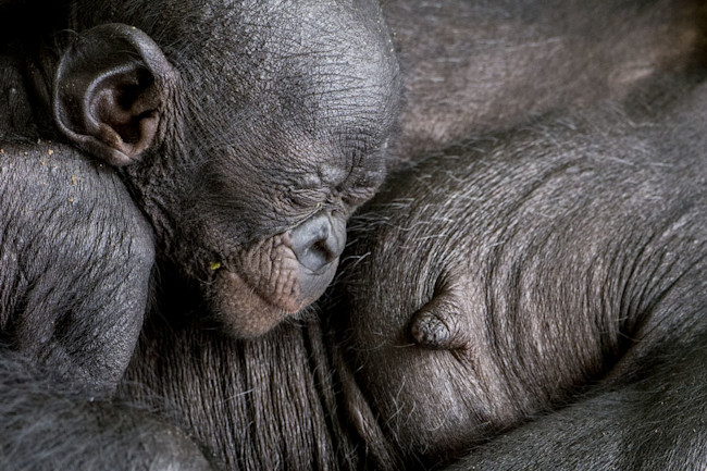 Scientists Still Stumped By The Evolution Of Human Breasts