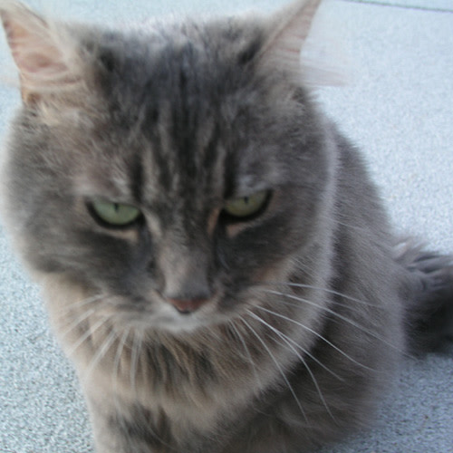 fuzzyfuzzface.jpg