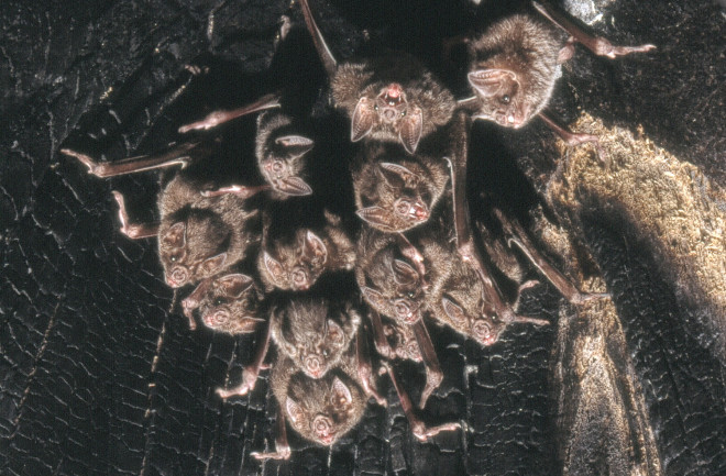 Vampire bats together