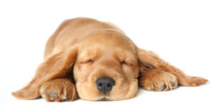 Sleeping Spaniel Puppy Dog Cute - Shutterstock