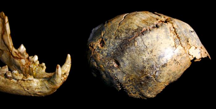 New Fossil Discovery Reveals Surprising Insights into Prehistoric Human Behavior