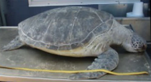 Turtle.jpg