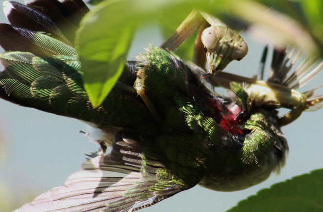 A praying mantis making a meal of a ruby-throated hummingbird. (Credit: “What’s That Bug?”/Randy Anderson)