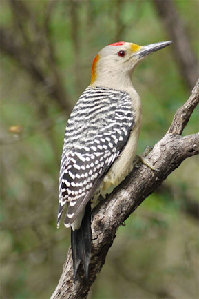 To Build Better Shock Absorbers Study The Woodpecker S Bash Proof