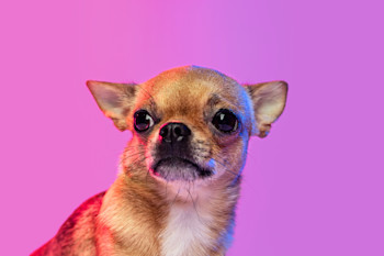 Most aggressive small deals dogs